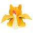 Charizard Cute  From Pokemon Plush Toy
